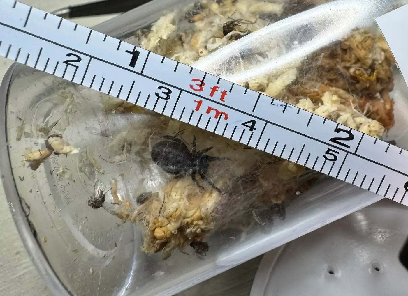 Well Started Eresus Walckenaeri "Mountanica" (Giant Orange Ring Velvet Spider)