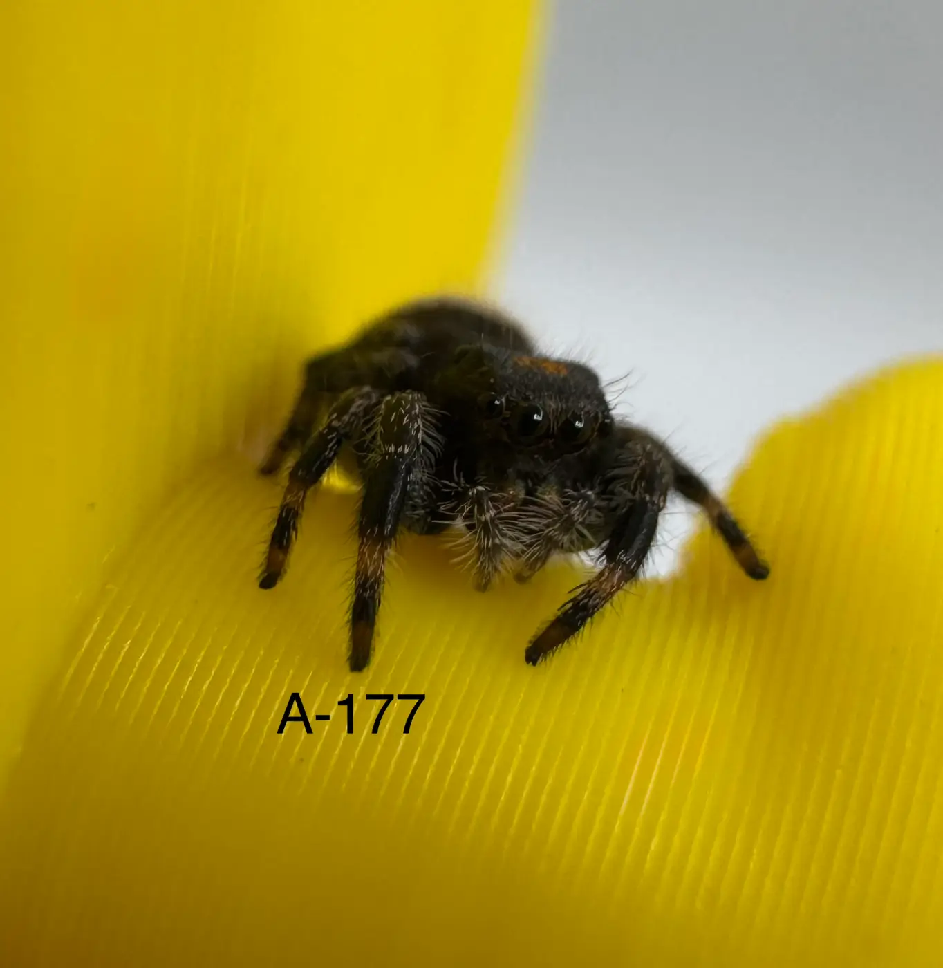 Regal Jumping Spider A-177