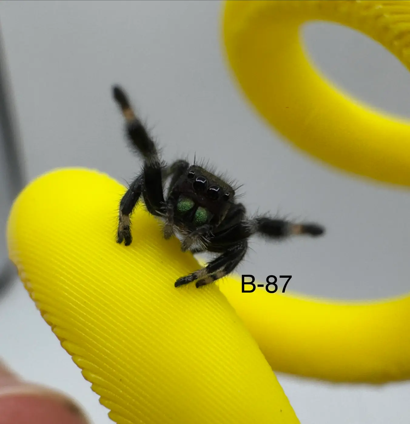 Regal Jumping Spider B-87