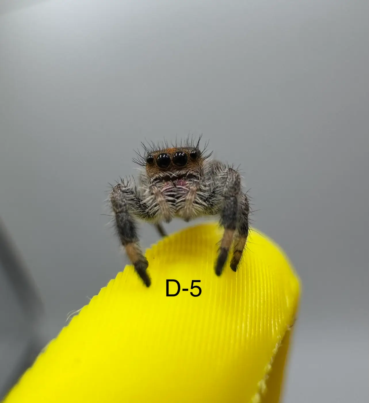 Orange Phase Regal Jumping Spider D-5