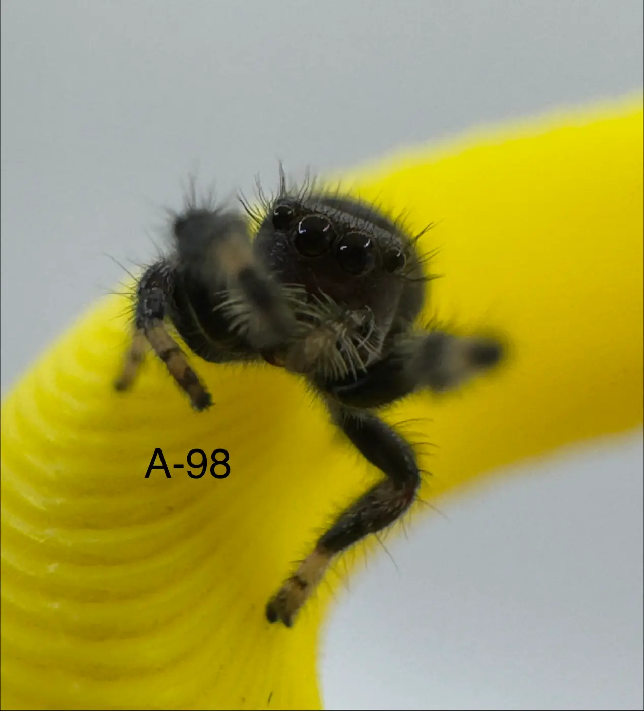 Regal Jumping Spiders A-98