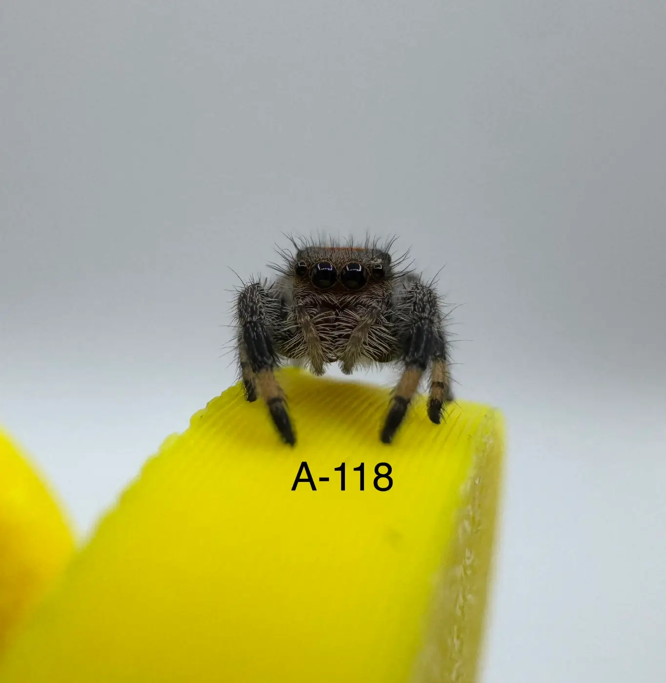 Orange Phase Regal Jumping Spider A-118