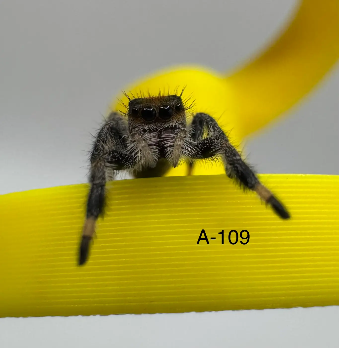 Orange Phase Regal Jumping Spider A-109