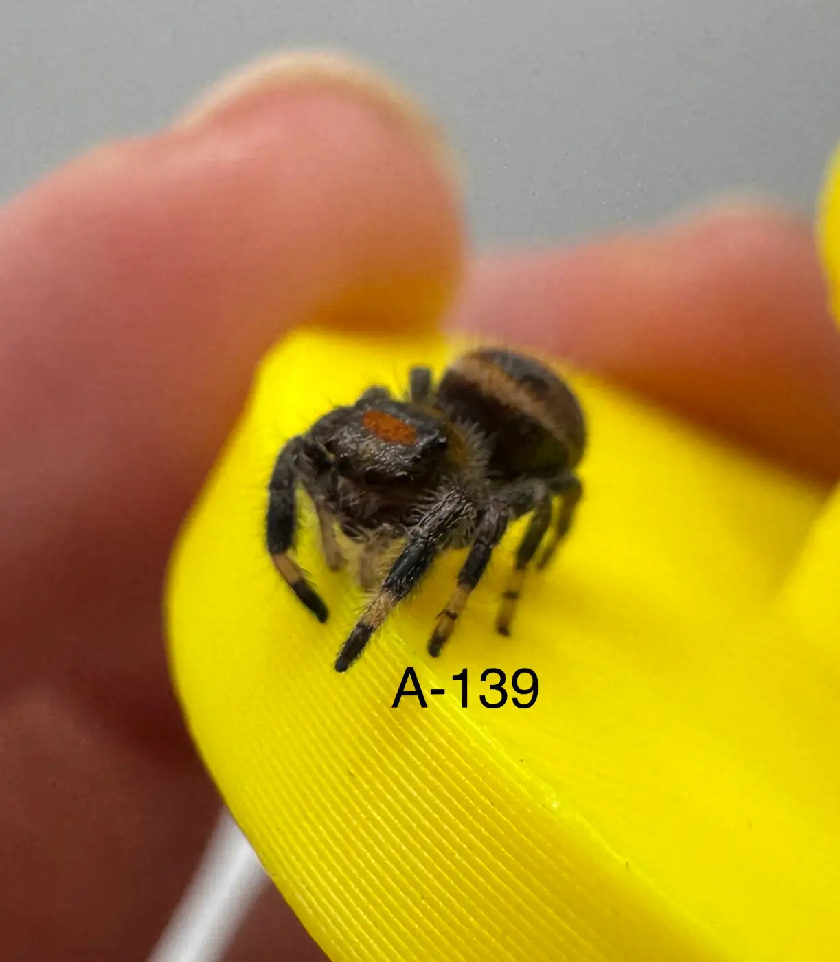 Orange Phase Regal Jumping Spider A-139