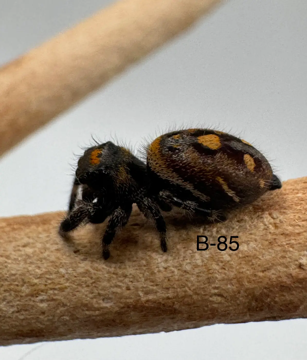 Regal Jumping Spider B-85