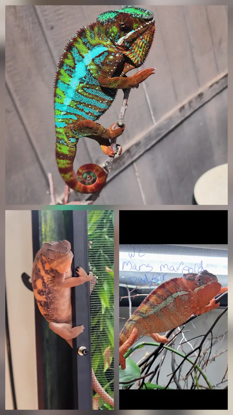 Male And Female Panther Ambilobe Chameleons