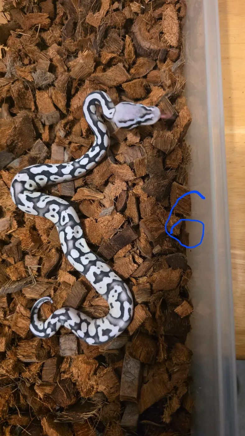 2026 Female Pastel Vpi Axanthic Desert Ghost Het pied