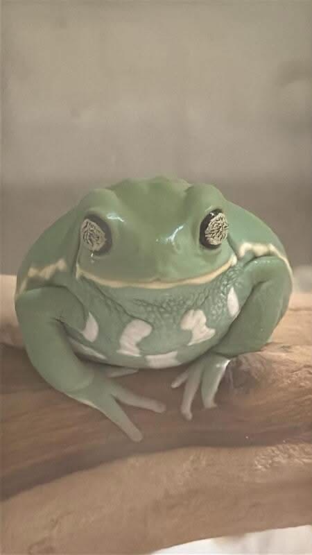 Chaco waxy monkey frog