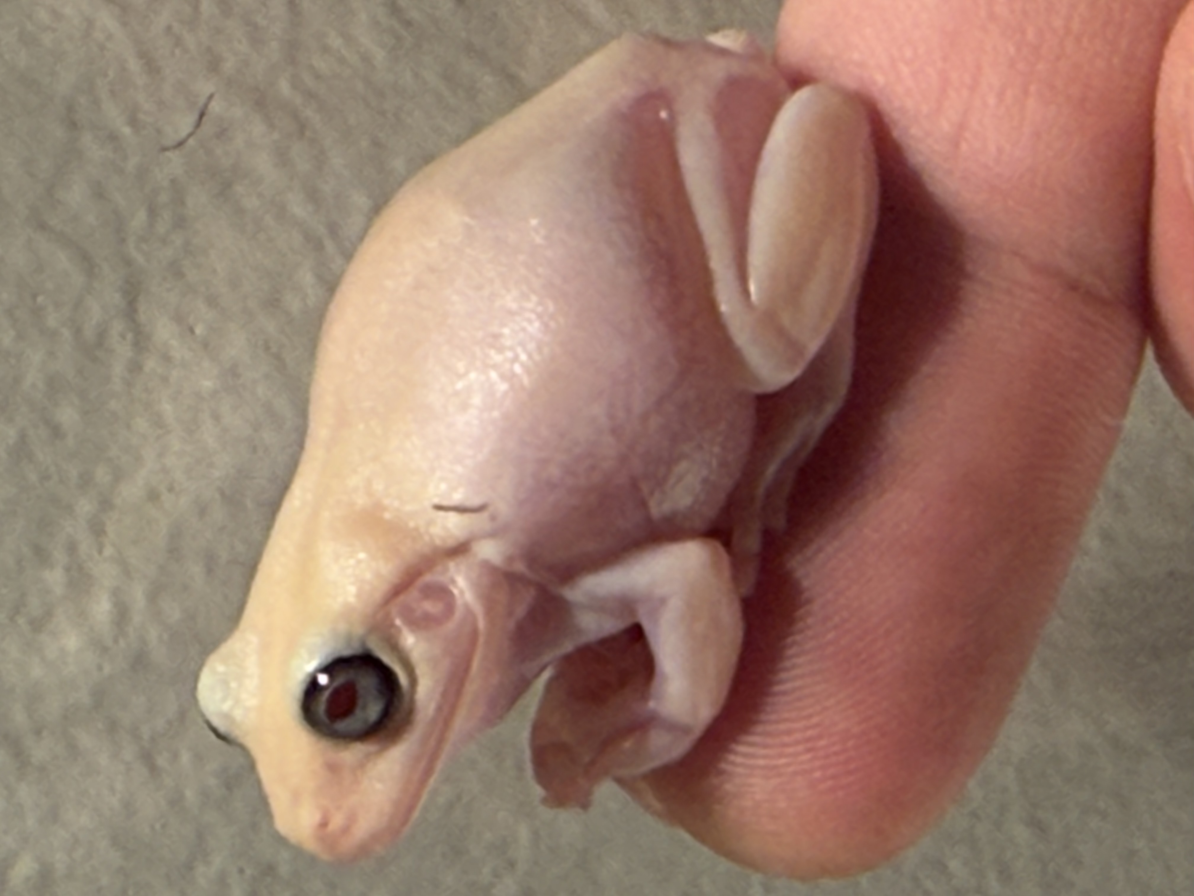 T+ Albino Whites Tree Frog
