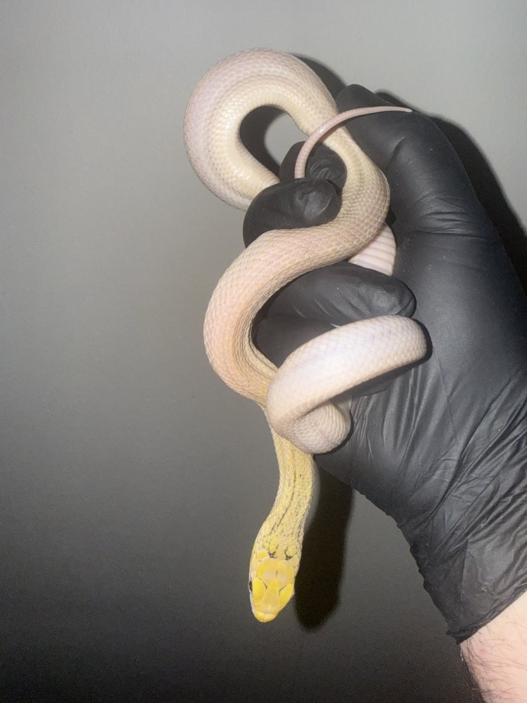 1.1 Lemon Elaphe Carinata pair