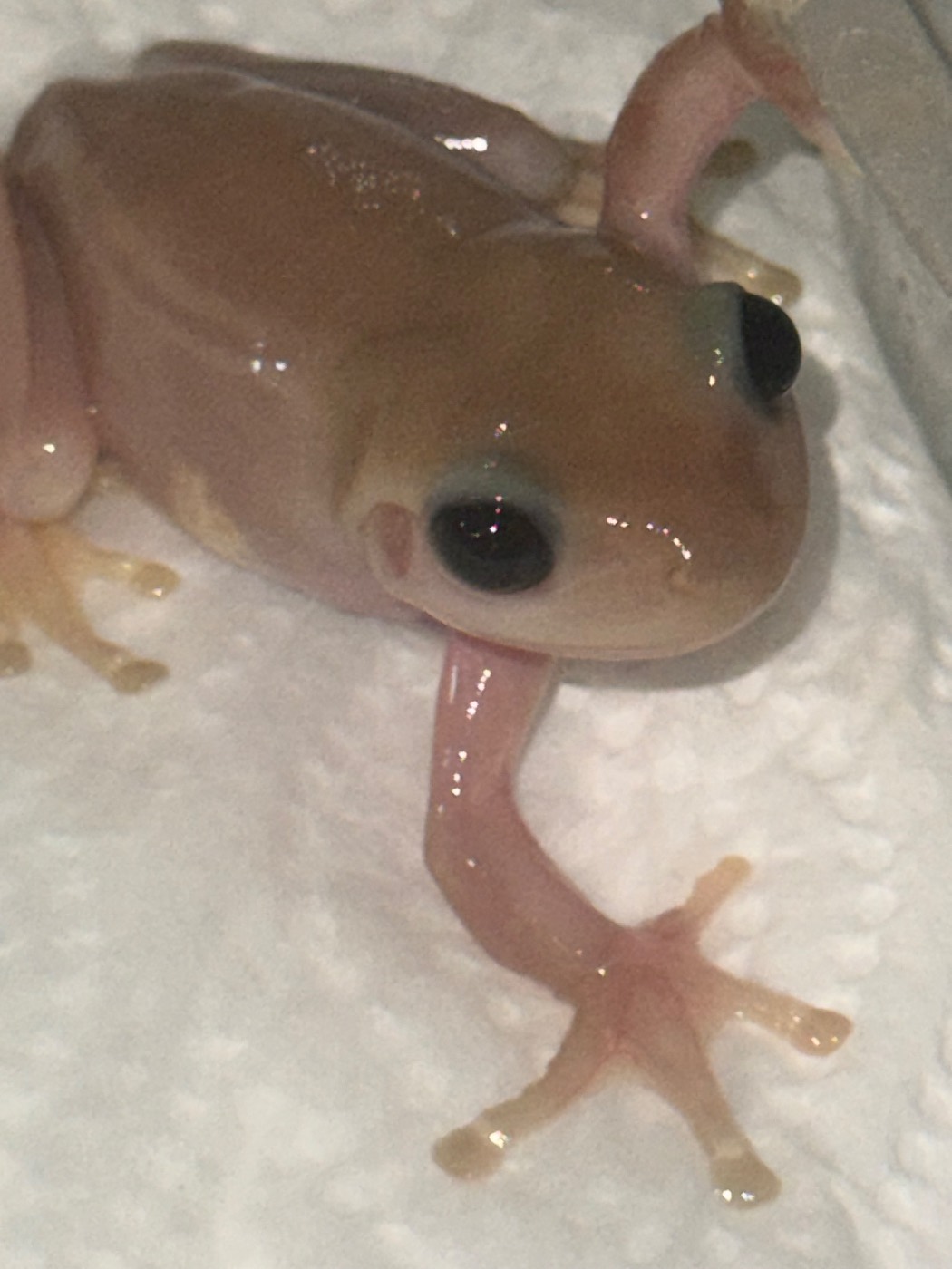 Black eye translucent Jelly whites tree frogs