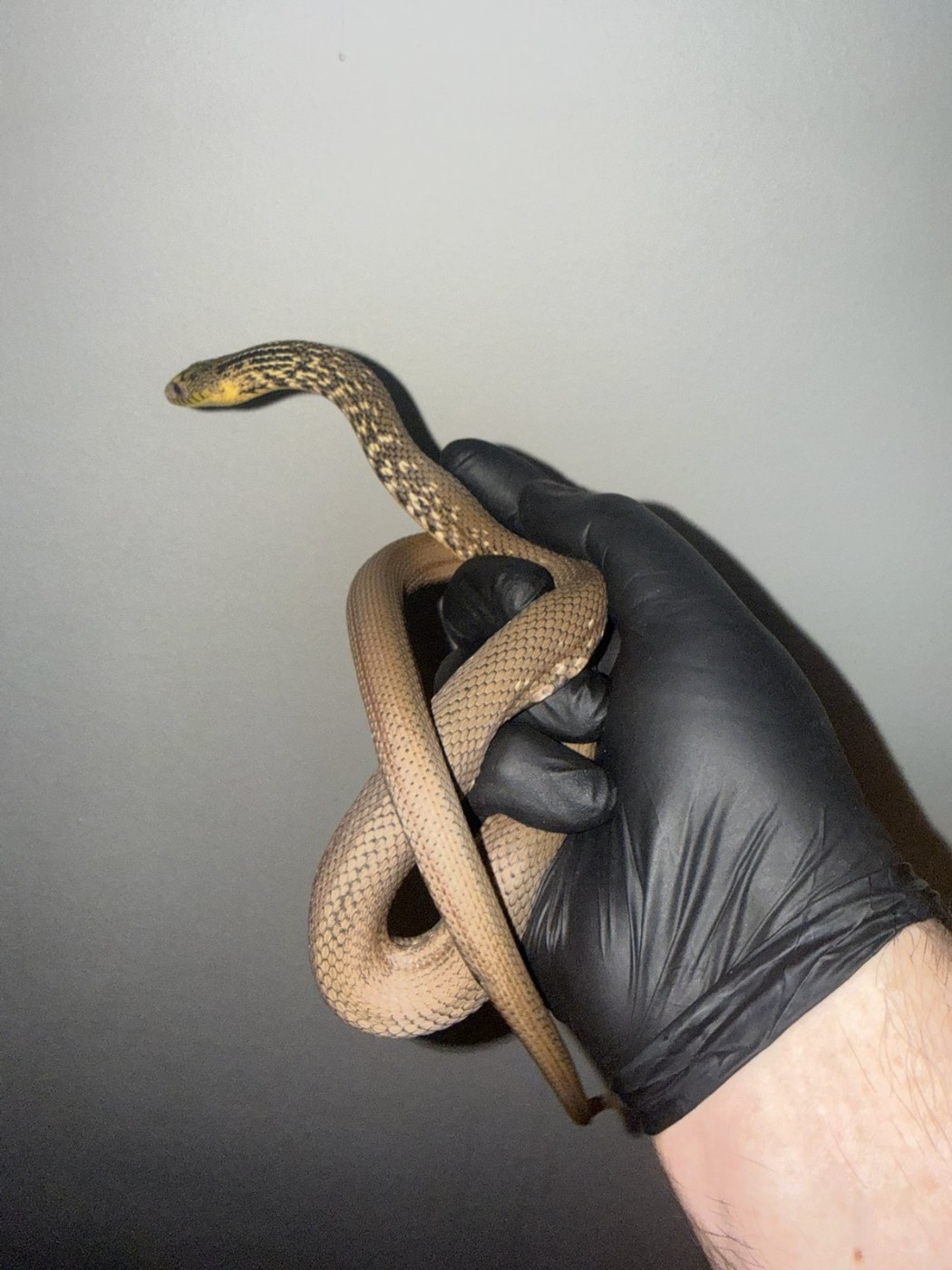 2026 patternless Elaphe Carinata