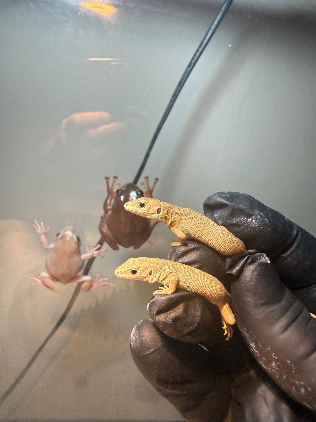 0.0.4 Kurdistan lizards