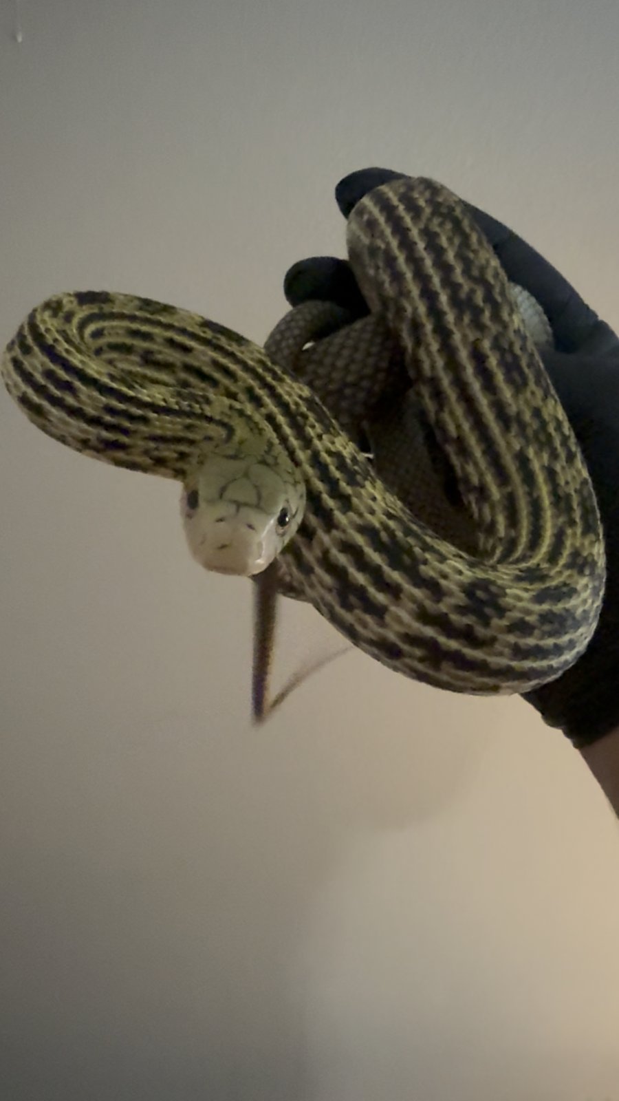 2025 Striped King Ratsnake