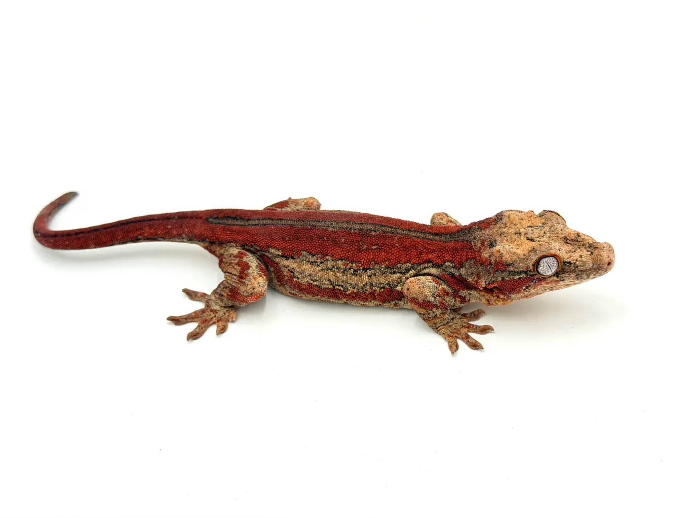 Red Stripe Gargoyle Gecko Tampax baby