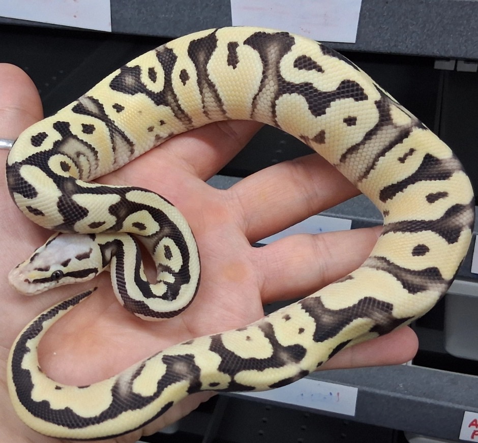 2025 male super pastel orange dream dg het clown