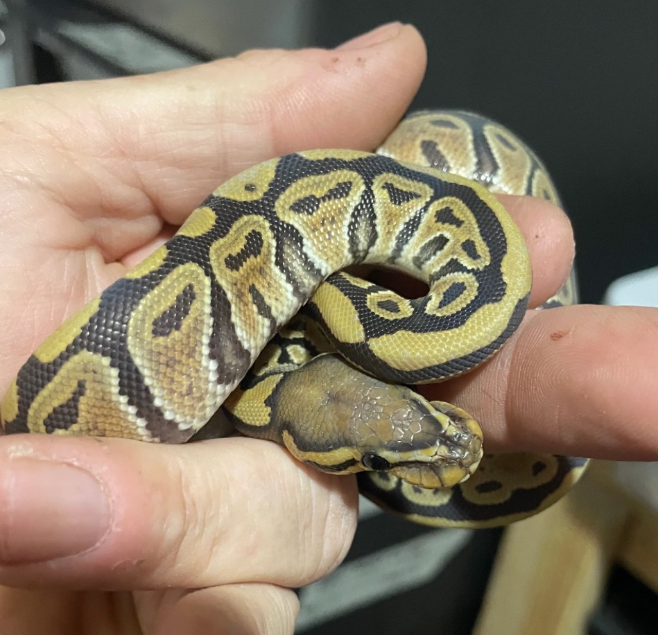 Hypo