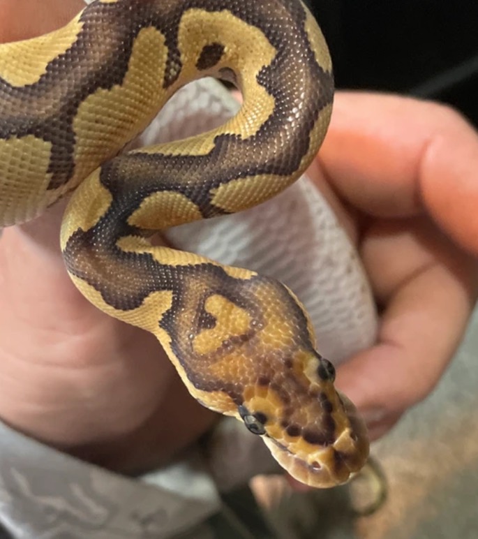 OD Phantom Clown 100% Het Ultramel