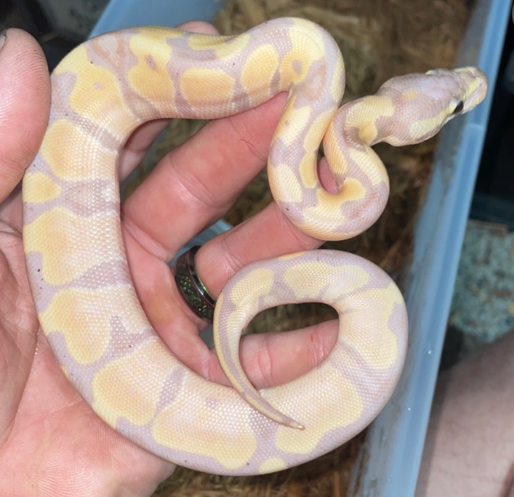 Banana enchi 66% het pied/tristripe