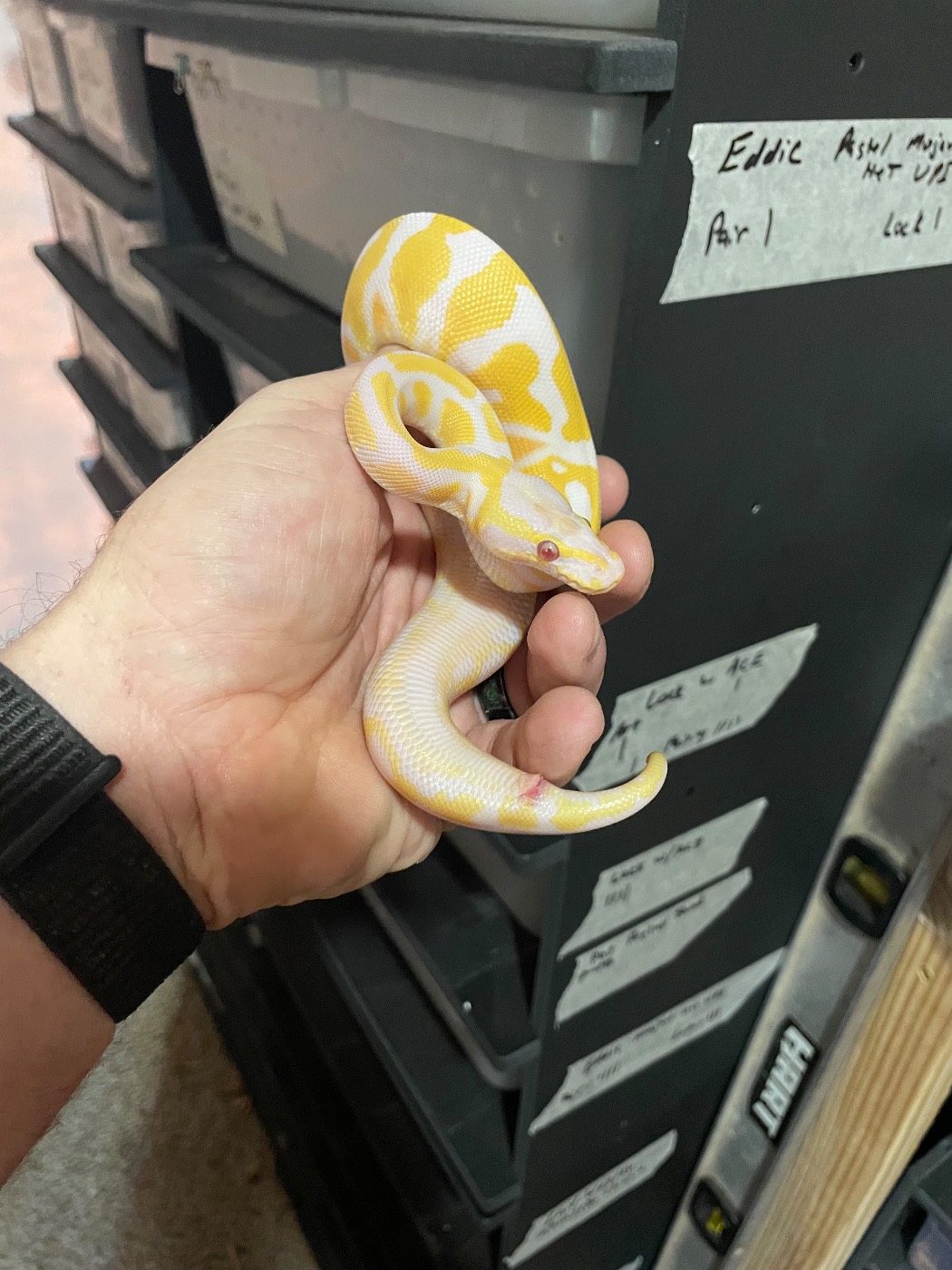 2026 male yb lavender albino het pied