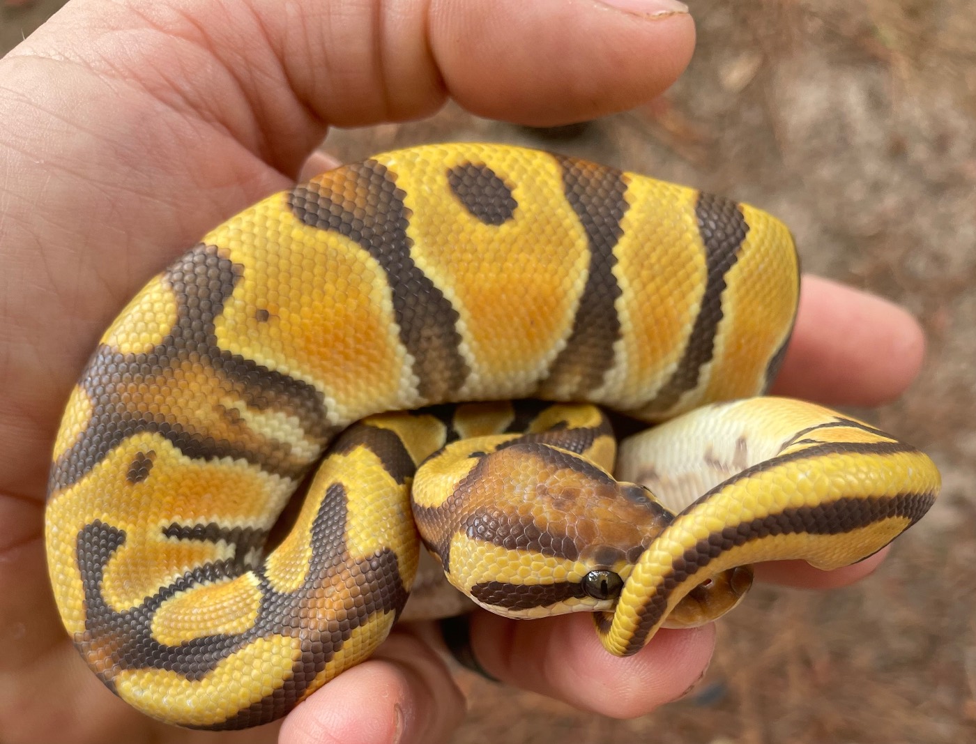 2026 male orange dream Enchi hypo