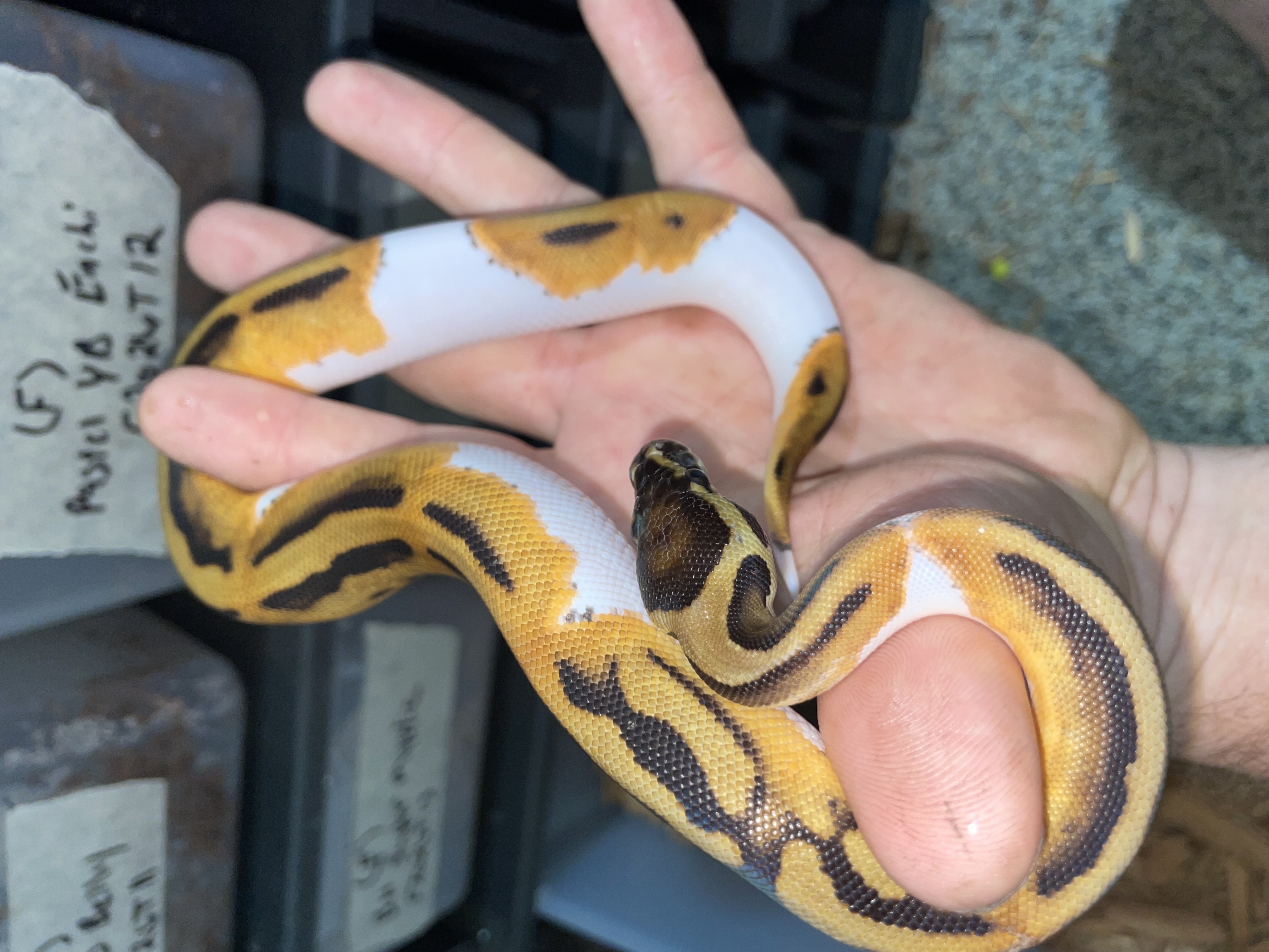 Female OD Leopard Enchi het Ultramel pied