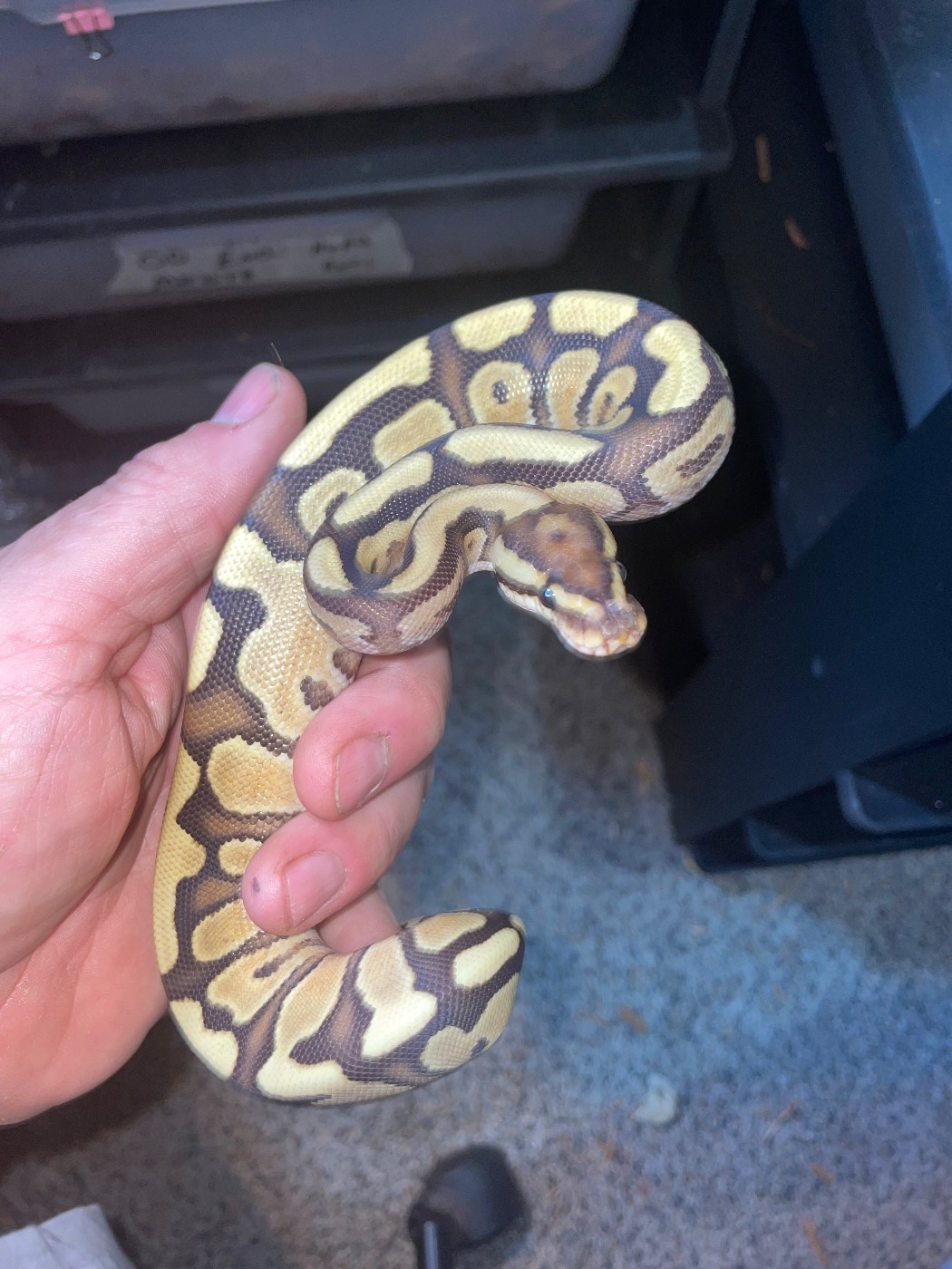 Firefly Russo leopard yellow belly het vlown