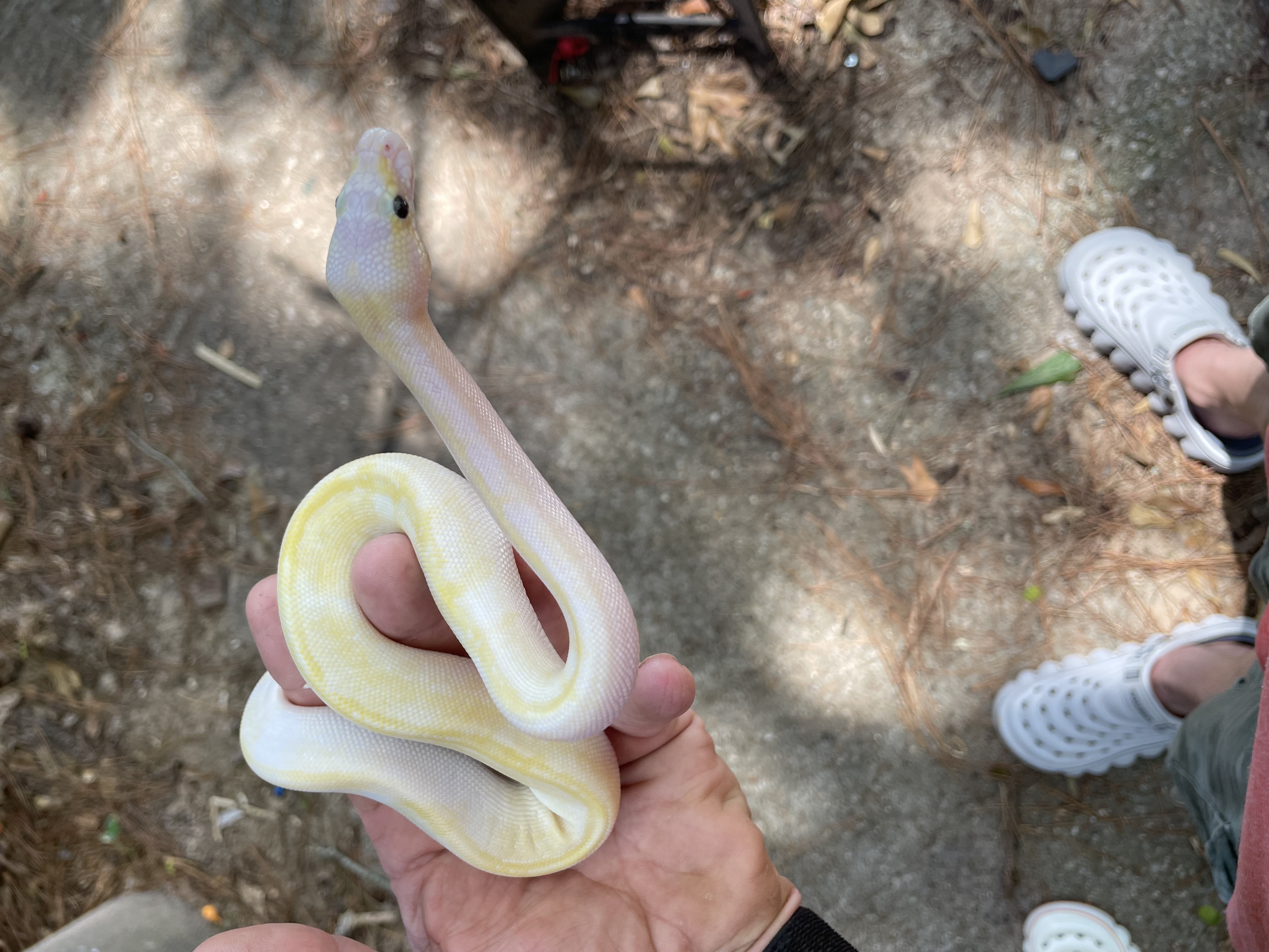 Ivory 50% pied