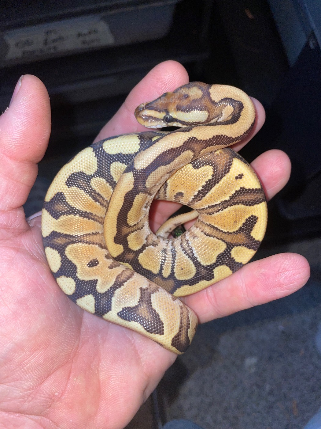 Firefly Russo leopard yellow belly het clown