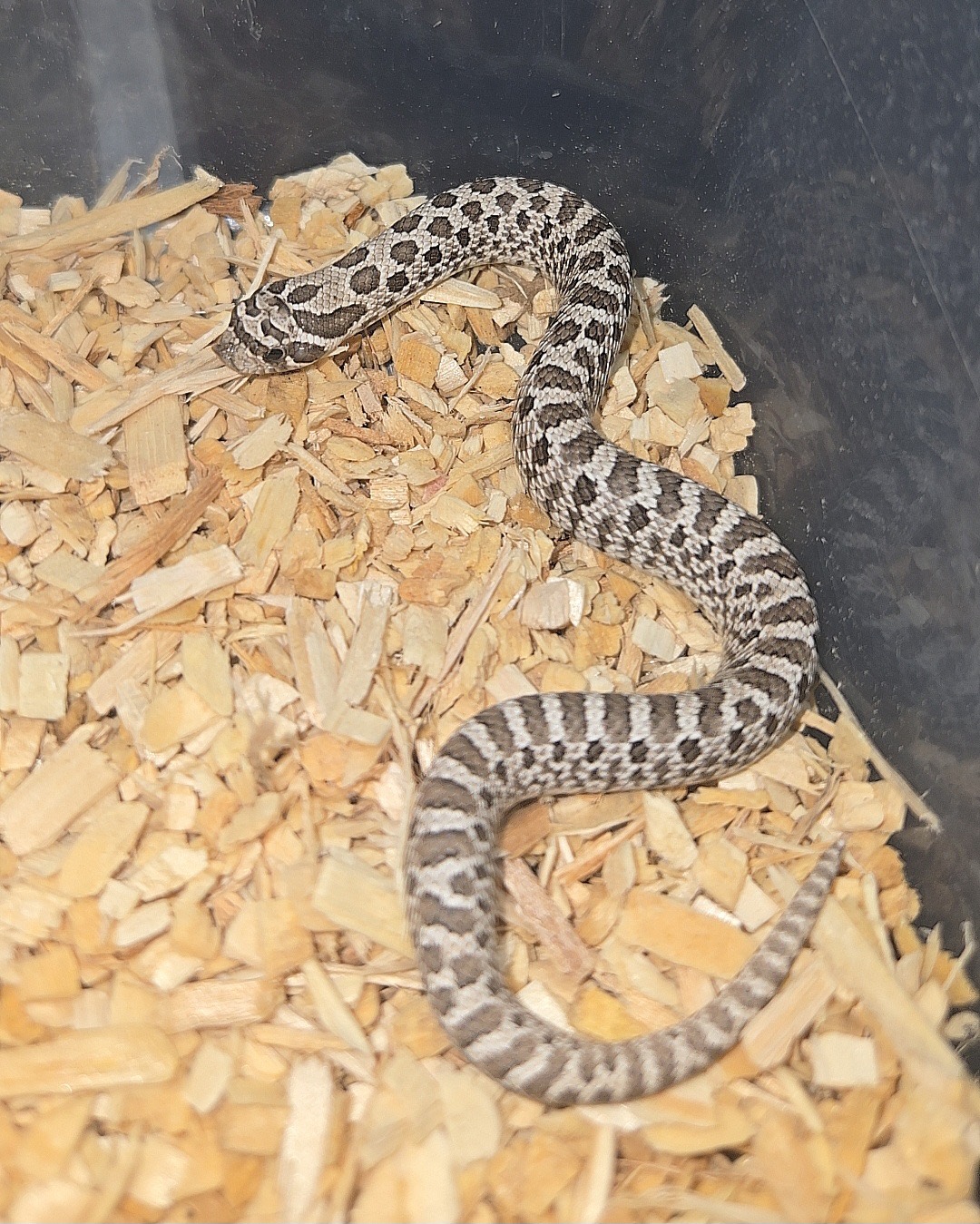 2026 Purple line Axanthic het snow male