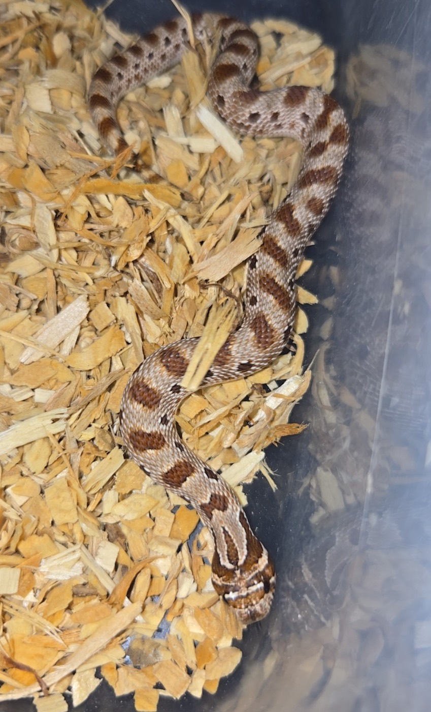 2026 Purple line conda het albino 66% Axanthic female