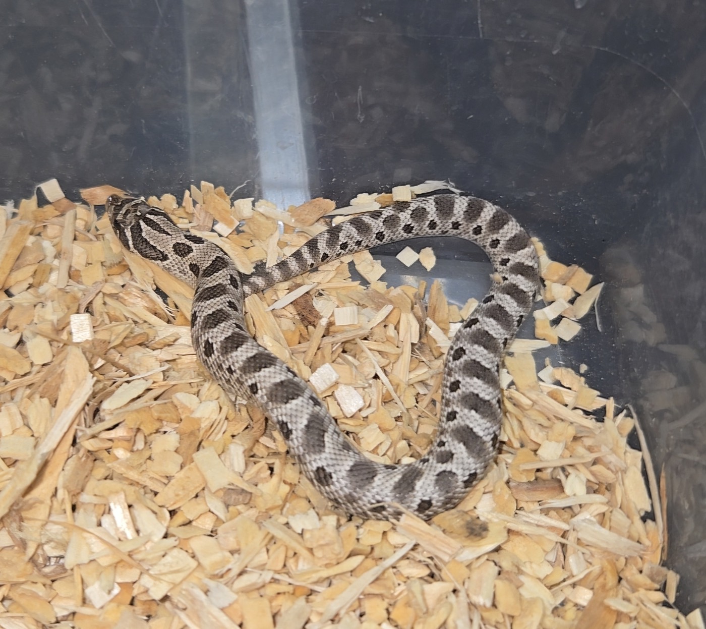 2026 Purple line Axanthic conda het snow