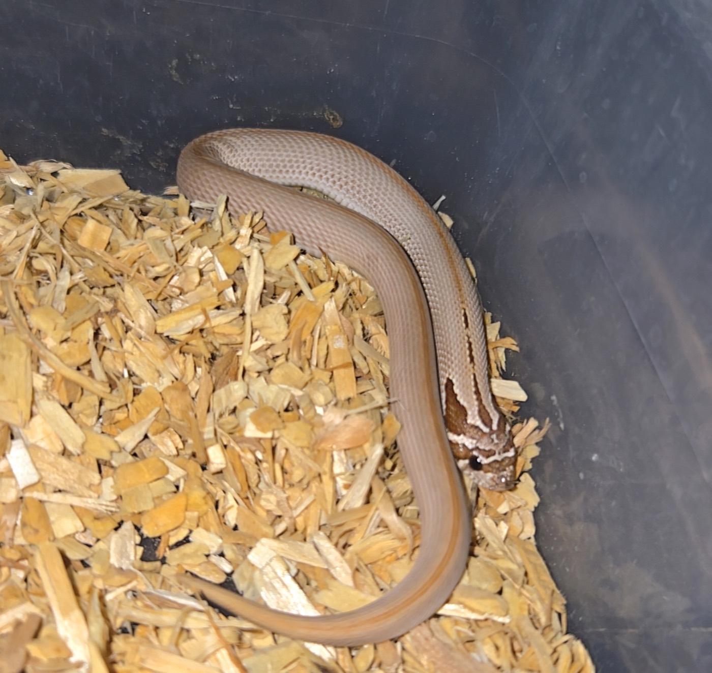 2026 Purple line superconda het albino 66% Axanthic female