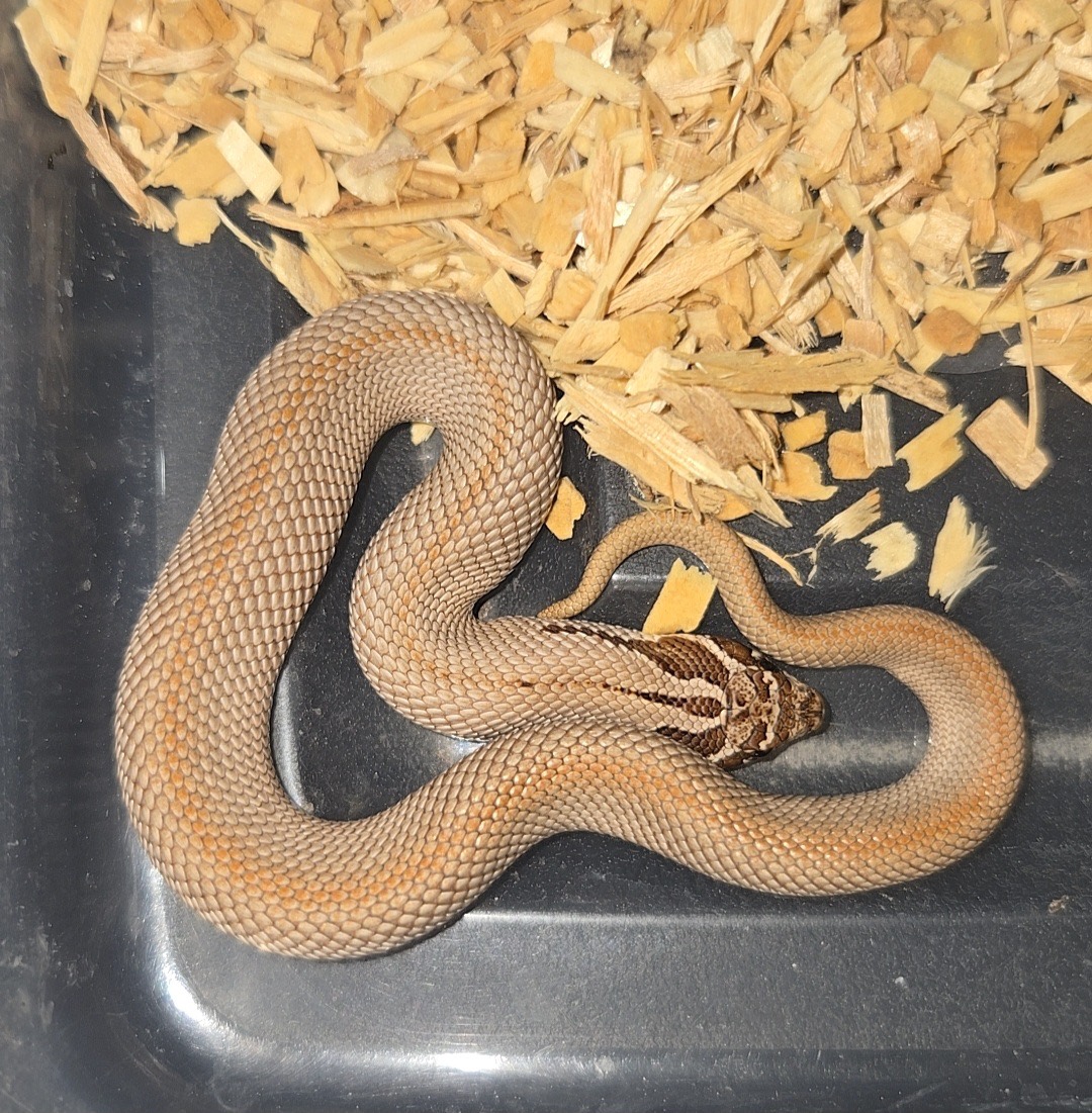 2026 Purple line superconda het albino 66% Axanthic male