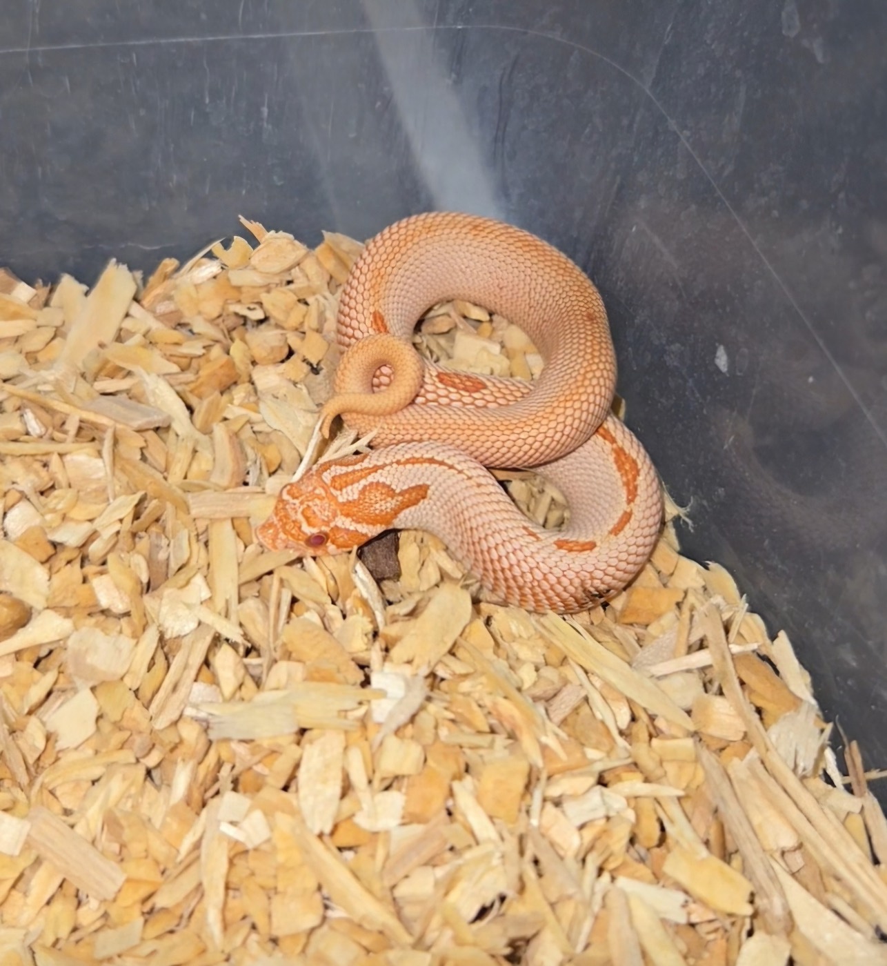 2026 Purple line superconda albino 66% Axanthic male
