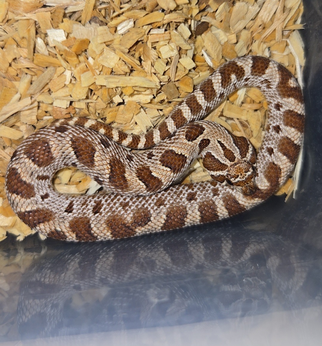 2026 Purple line het albino 66% Axanthic female