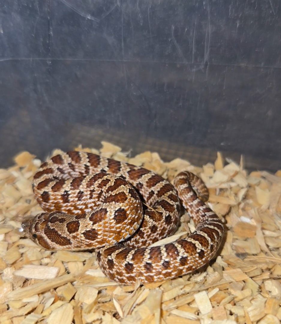 2026 purple line male hognose snake