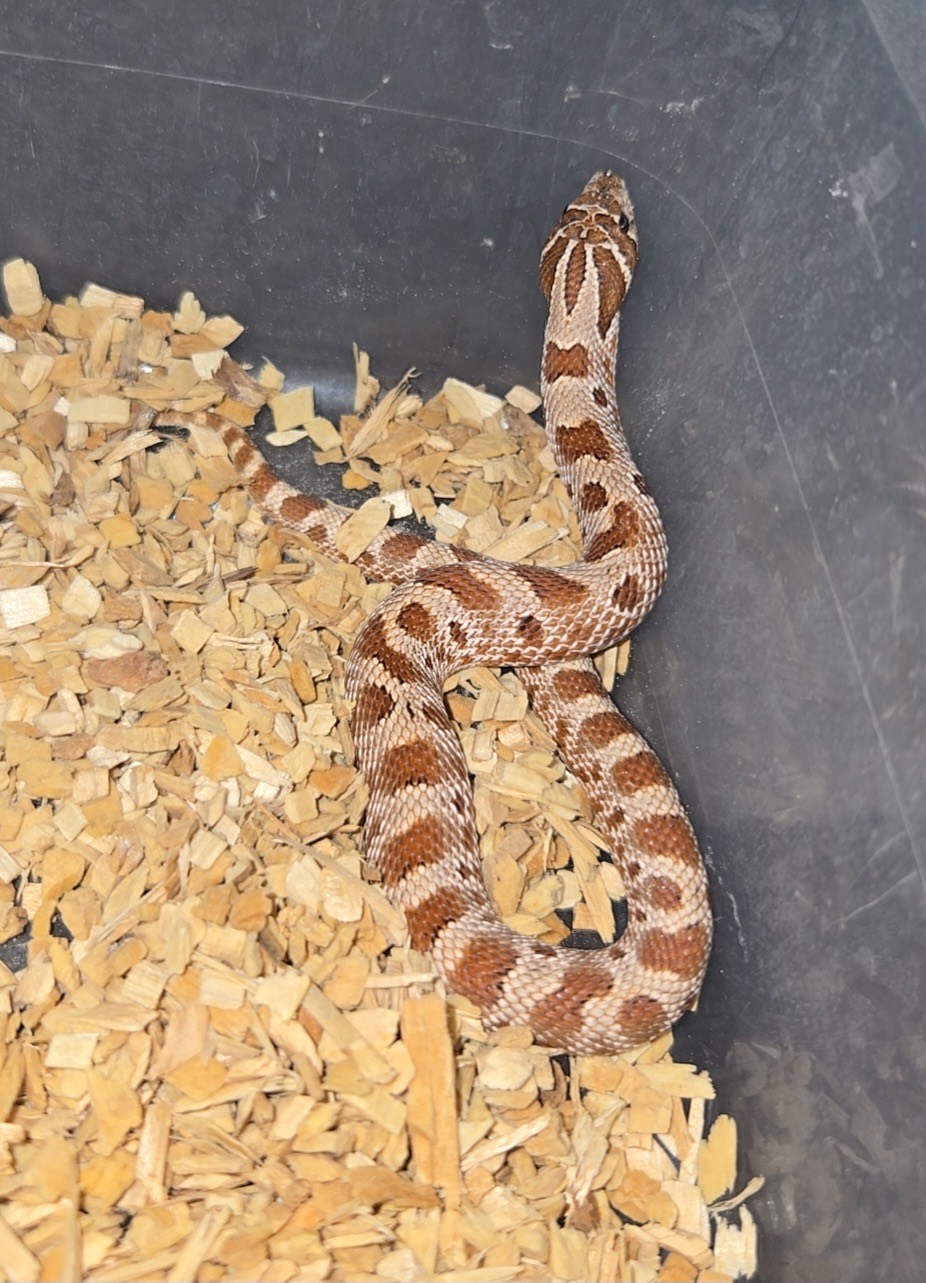 2026 Purple line conda het albino 66% Axanthic female