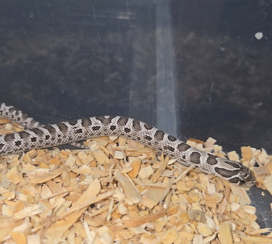 2026 Purple line Axanthic conda het snow male