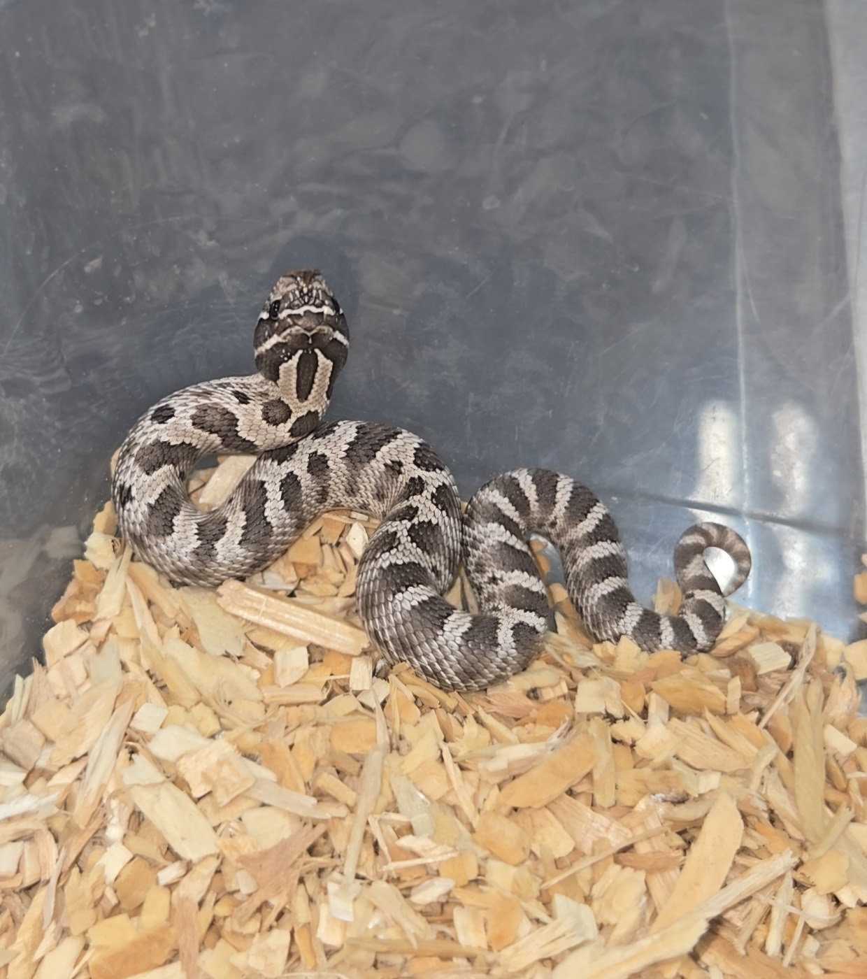2026 Purple line Axanthic conda het snow