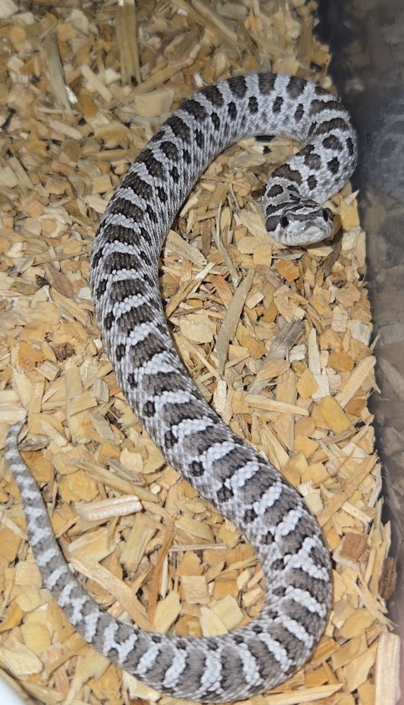 Purple line axanthic het snow male
