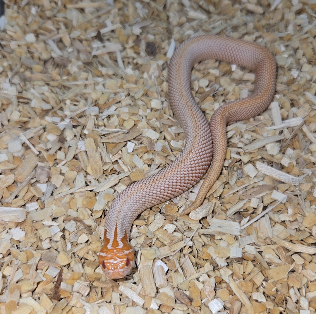 2026 Purple line albino superconda 66% Axanthic male