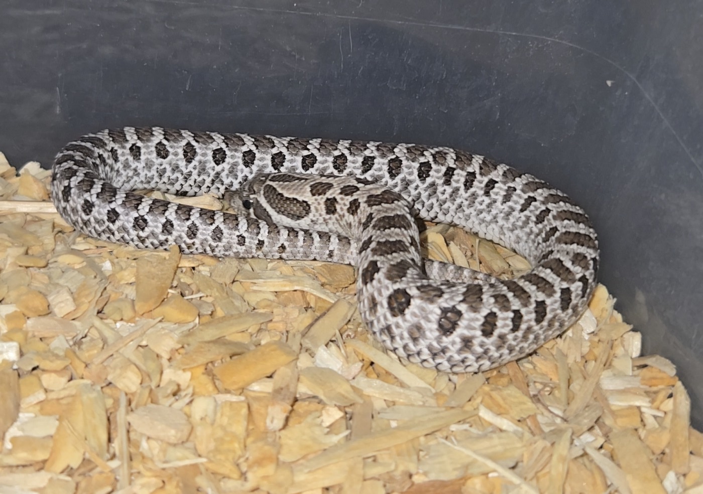 2026 Purple line axanthic het snow female