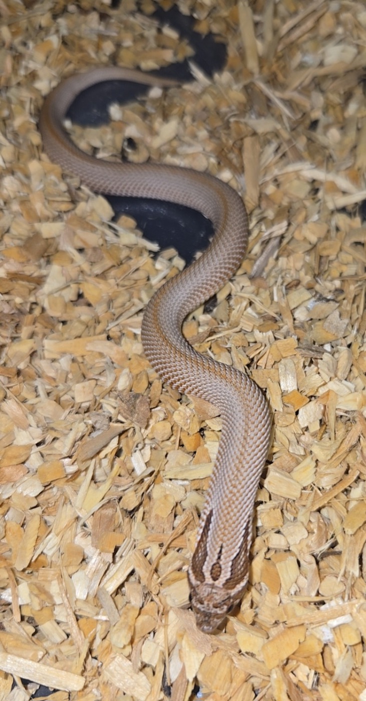 2026 Purple line Superconda het albino 66% Axanthic male