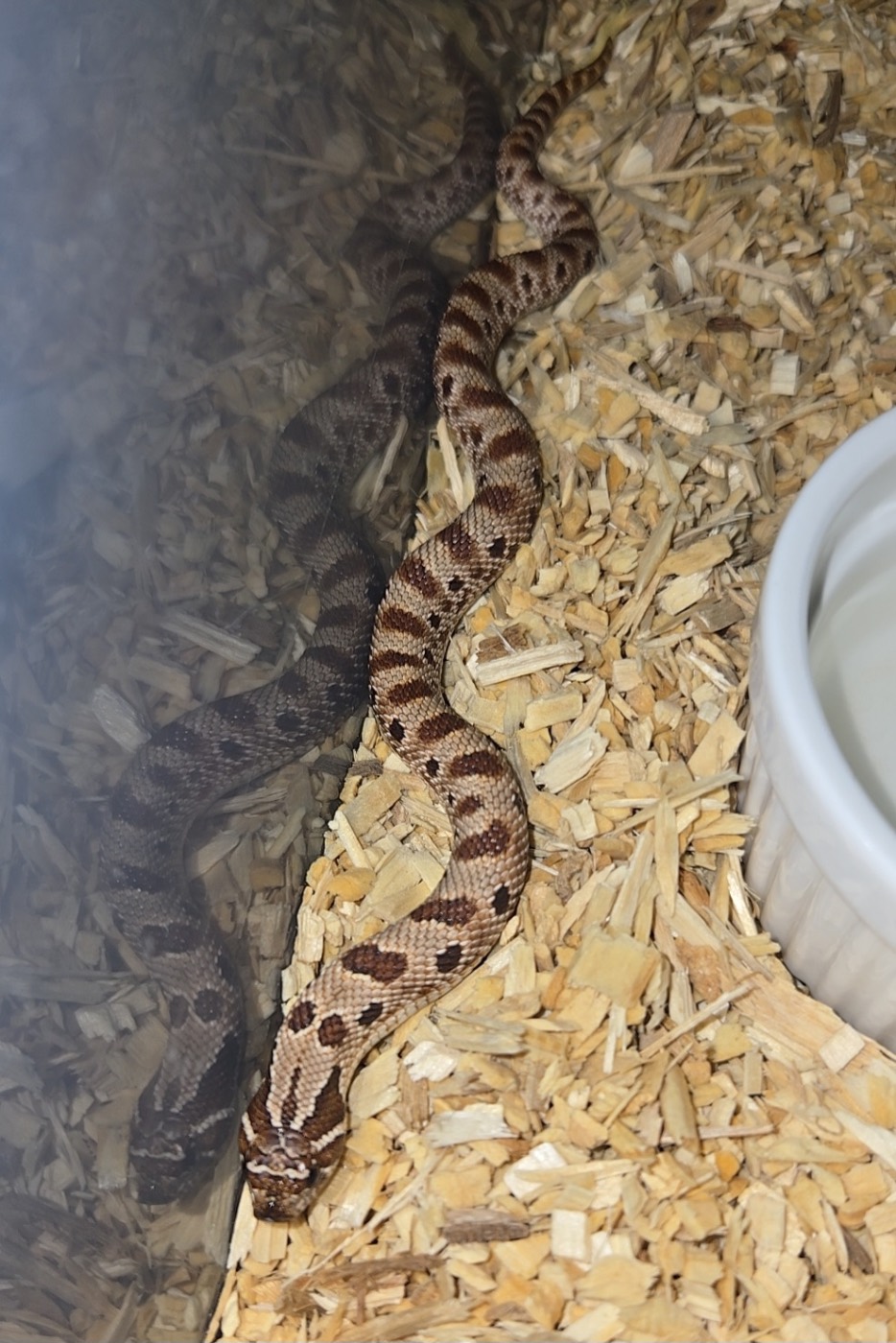 2026 Purple line het albino 66% axanthic male