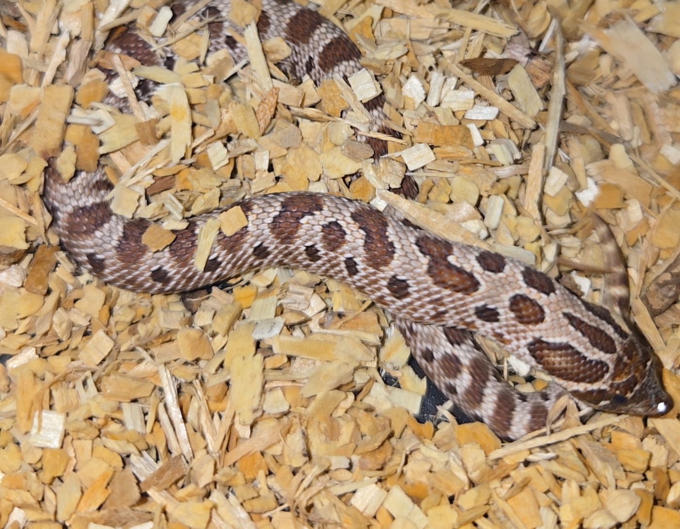 2026 Purple line Honda het albino 66% Axanthic female