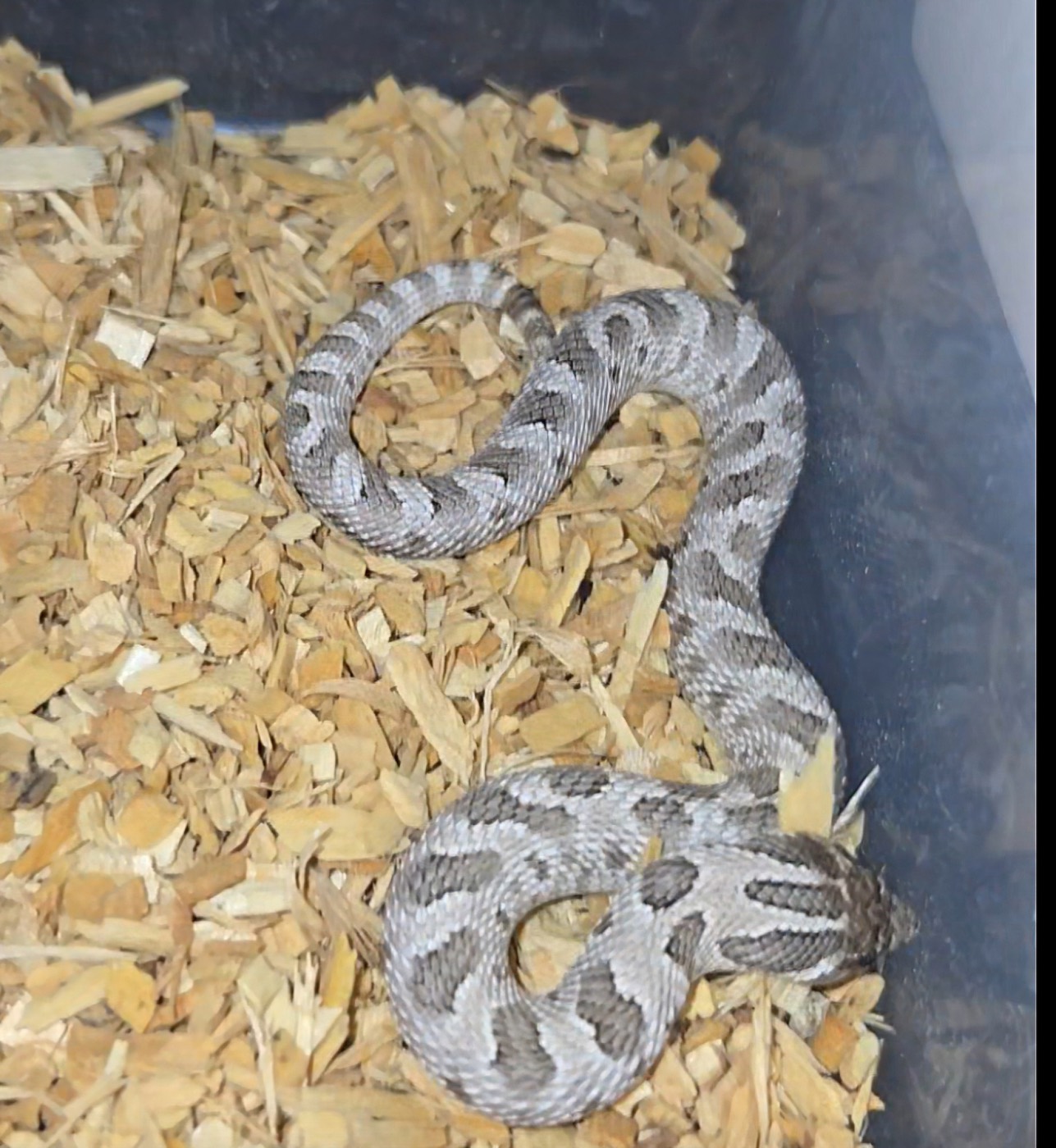 2026 Purple line conda Axanthic het snow male
