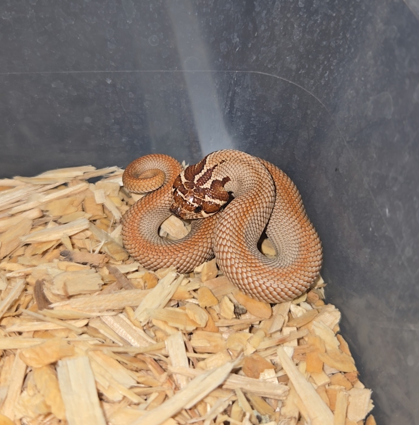 2026 Purple line superconda het albino 66% Axanthic female