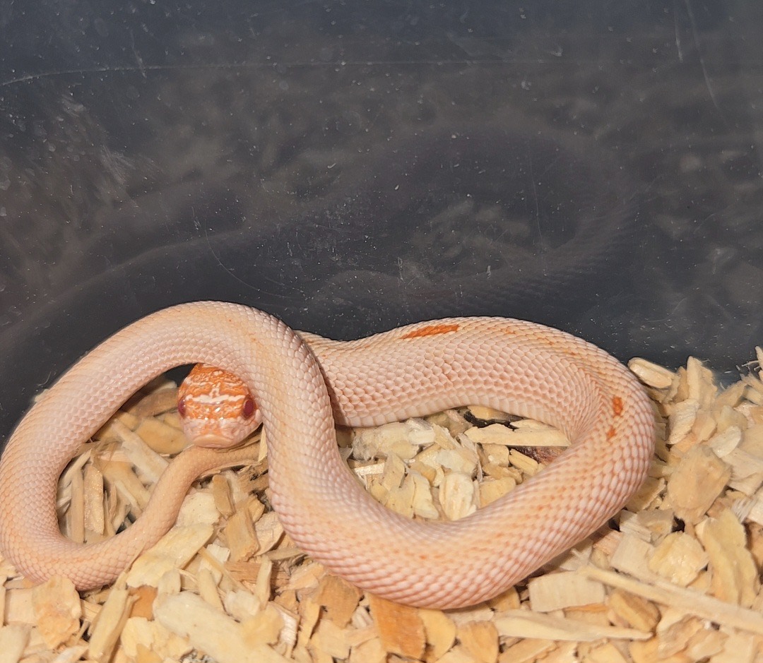 2026 Purple line albino superconda 66% Axanthic male
