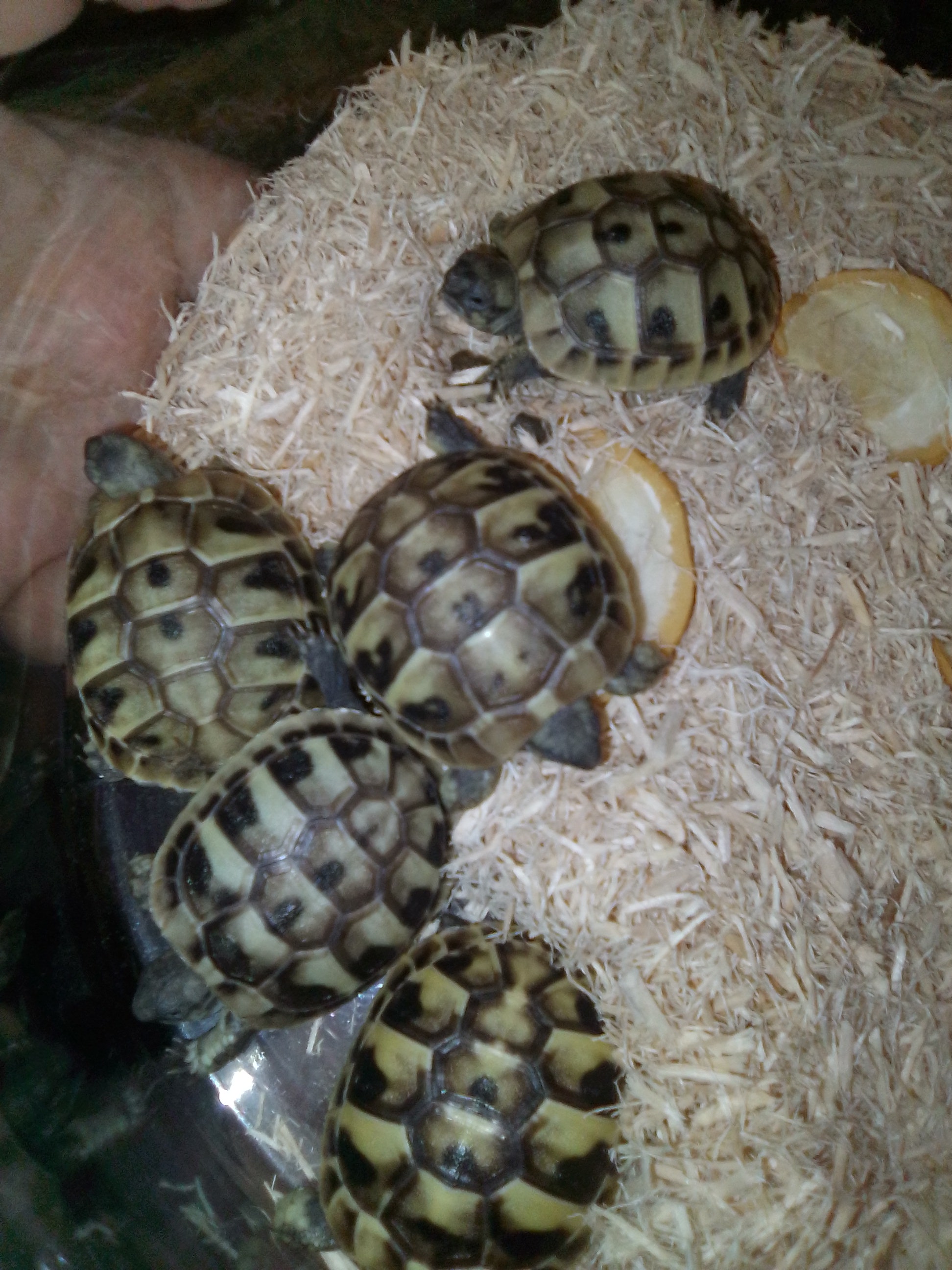 Awesome baby Hermanns Tortoises